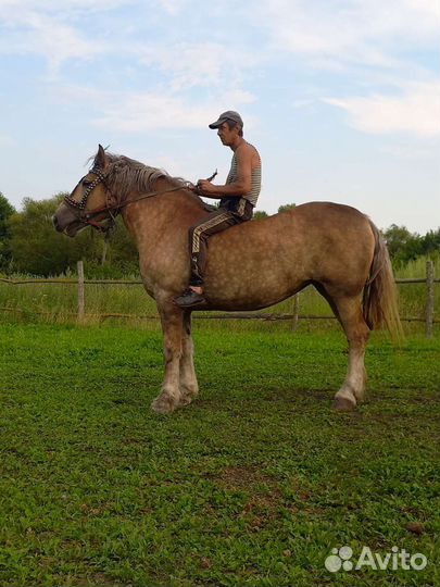 Продам двух кобыл