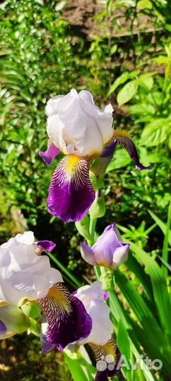 Ирисы