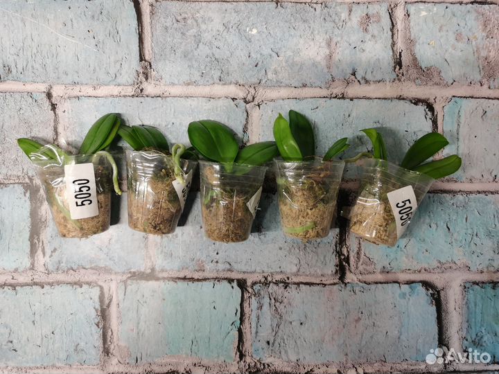 Орхидея фаленопсис бабочка PF 5050