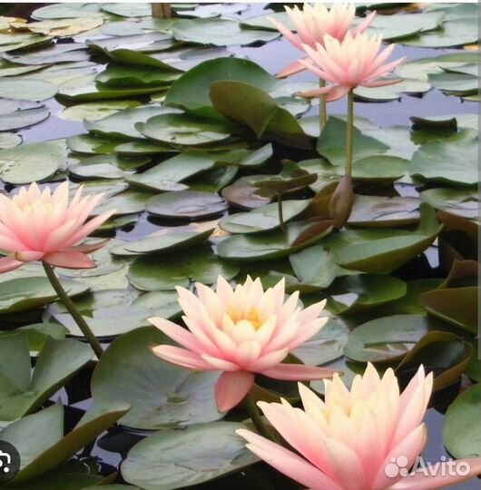 Нимфеи кувшинки