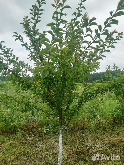 Шарафуга 5-6л