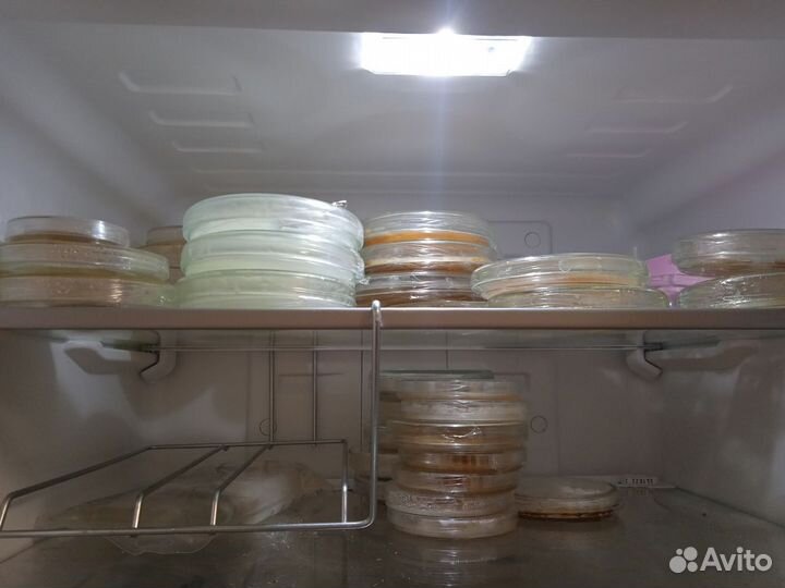 Мицелий грибов