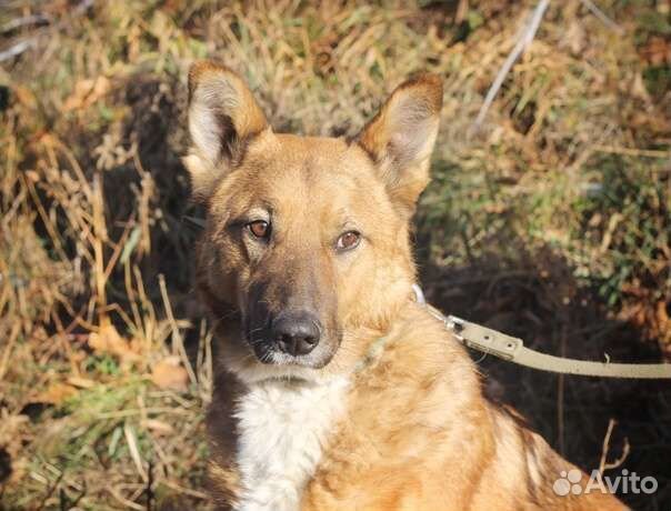 Барсюша ищет дом