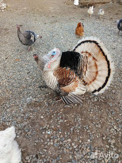 Индюшачие яйца