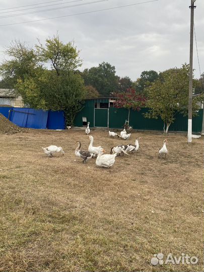 Гуси хормогорцы