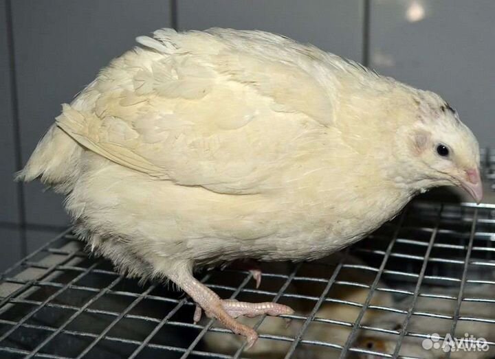 Инкубационное яйцо Техасский Big Quily