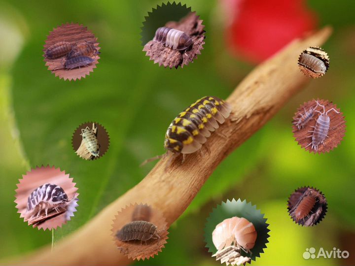 Мокрицы для террариума