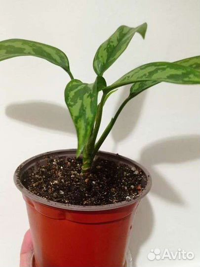 Аглонема мария