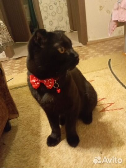 Британский кот вязка вислоухий