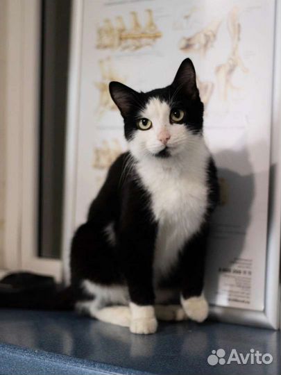 Домик для кошки