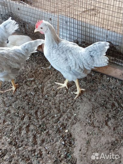 Продаю молодых петушков разные