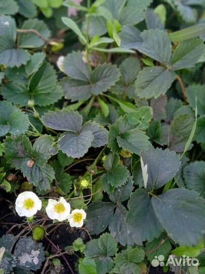 Клубника ремонтантная