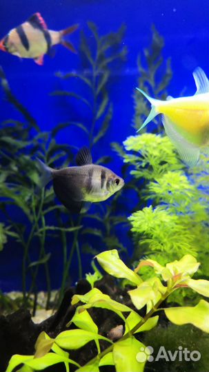 Тернеции и барбусы