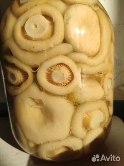 Грузди, рыжики, белые грибы в Костроме