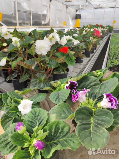 Бегония Глоксиния, комнатные растения