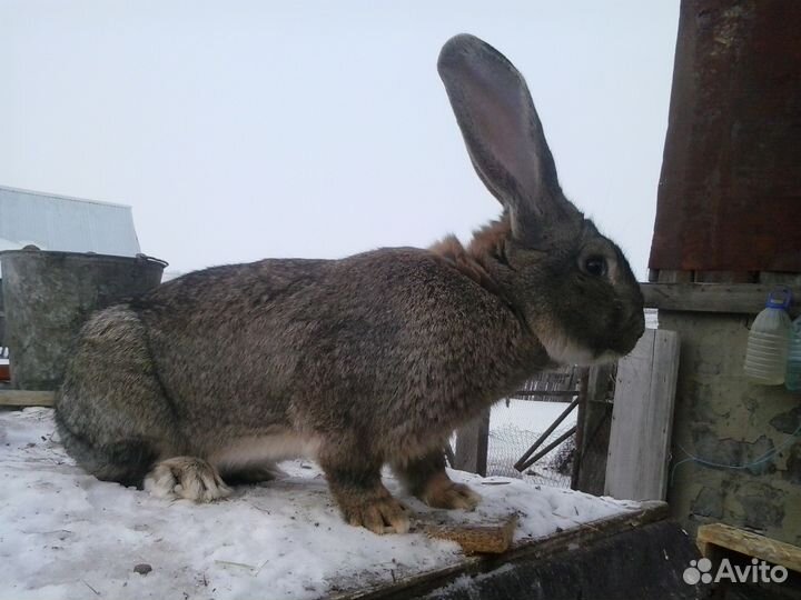 Кролики на племя