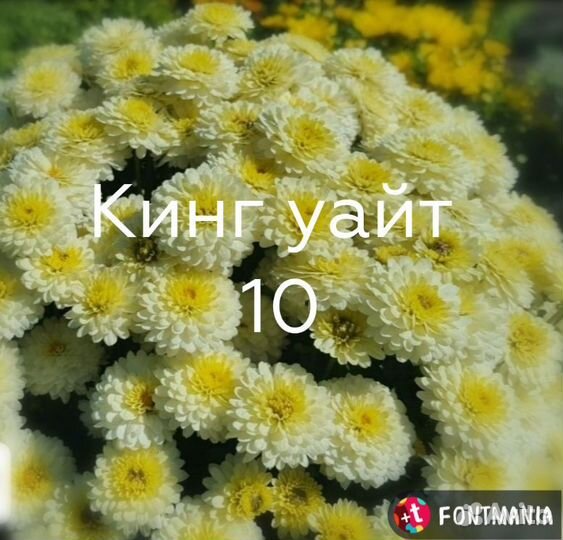 Хризантема мультифлора