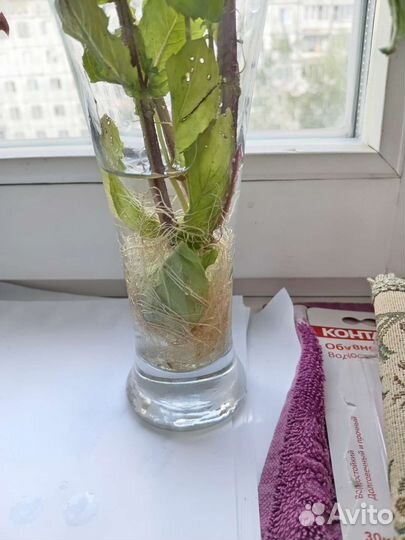 Мята с корешами :)