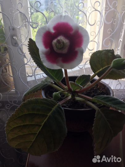 Глоксиния молодое растение