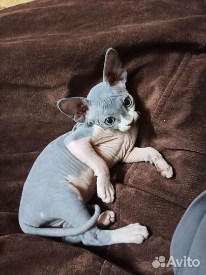 Канадский сфинкс котенок девочка