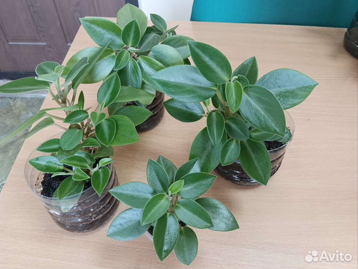 Пеперомия несколько разновидностей