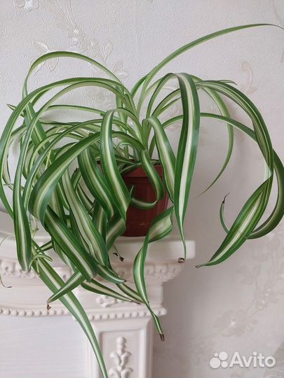 Хлорофитум кудрявый, антуриум