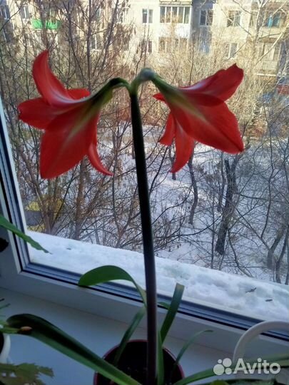 Гиппеаструм