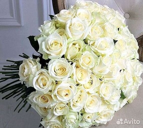 Высокие розы Гигантские розы 110