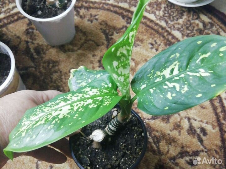 Диффенбахия