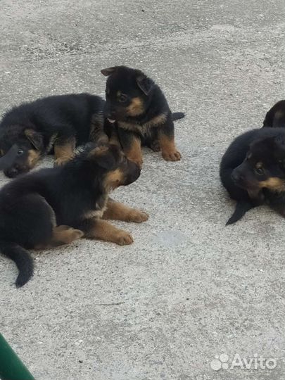 Щенки немецкой овчарки