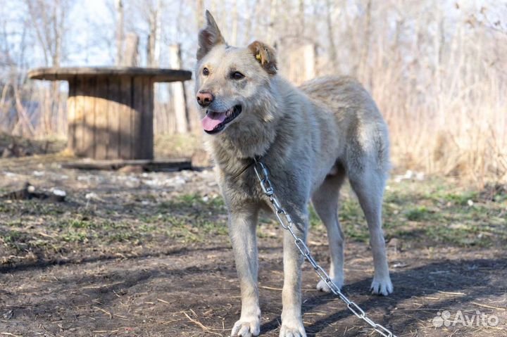 Собака в добрые руки