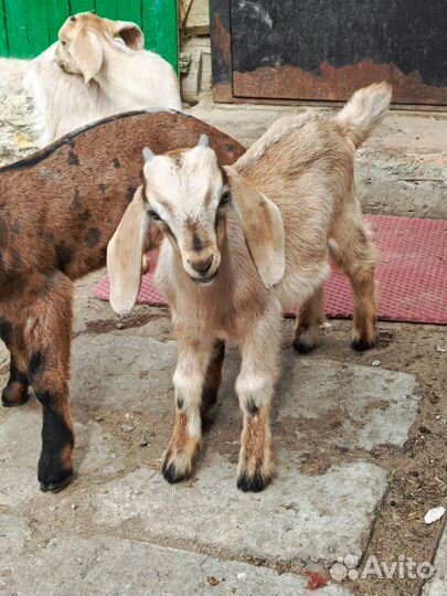 Нубийский козлик