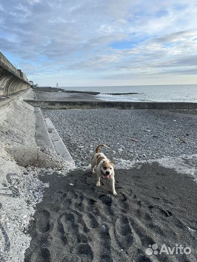 Стаффорд вязка