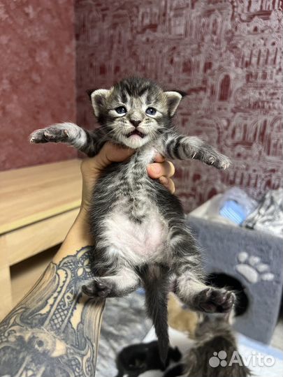 Котята мейнкун