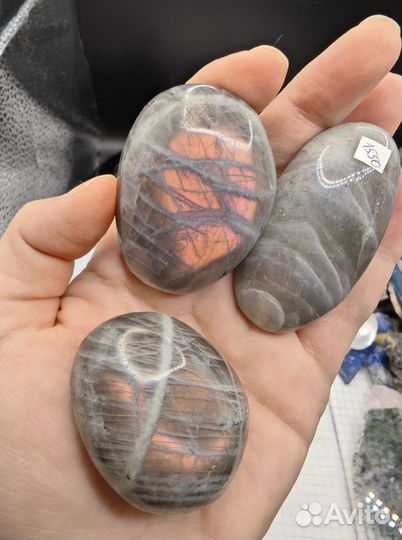 Яркий лабрадор