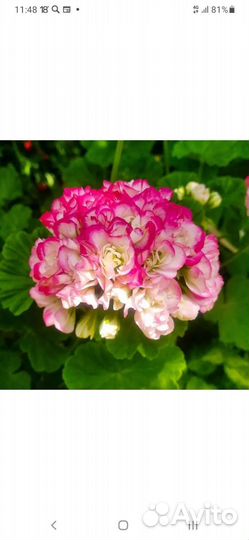 Пеларгония