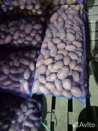 Картофель оптом доставка