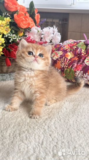 Золотые британские котята