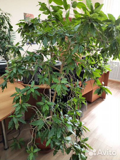 Продаётся Китайская роза (гибискус)