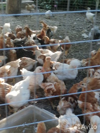 Куры цыплята