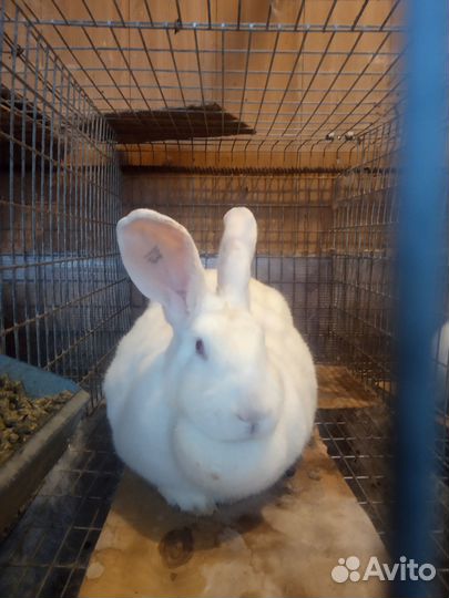 Кролики белый паннон