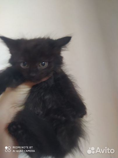 Котенок девочка в добрые руки