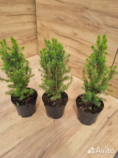 Ель канадская Коника С1