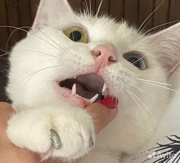 Кошка в дар