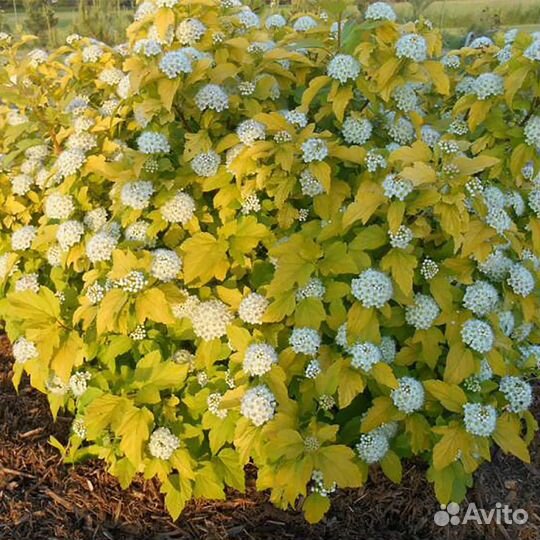 Пузыреплодники