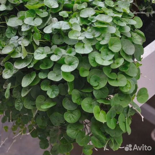 Дихондра изумрудная