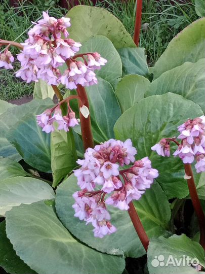 Многолетние цветы для сада, дачи, бадан, ирисы