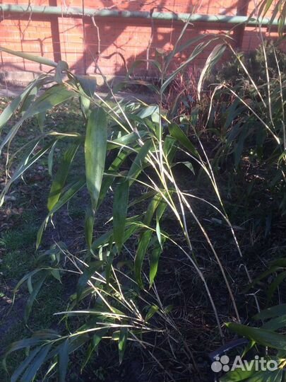 Бамбук морозостойкий широколистный