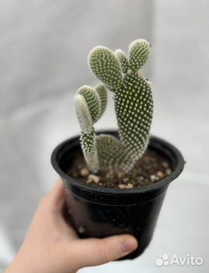 Кактусы