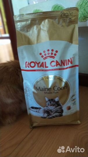 Сухой корм для кошек royal canin для мейн-кунов